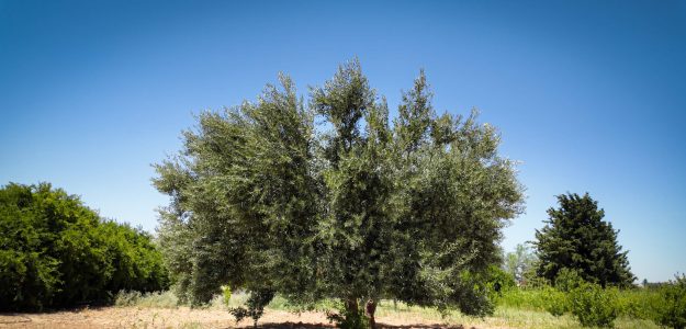 Coopérative Eljaouda - Taddart